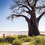 Pans and Baobab Tree